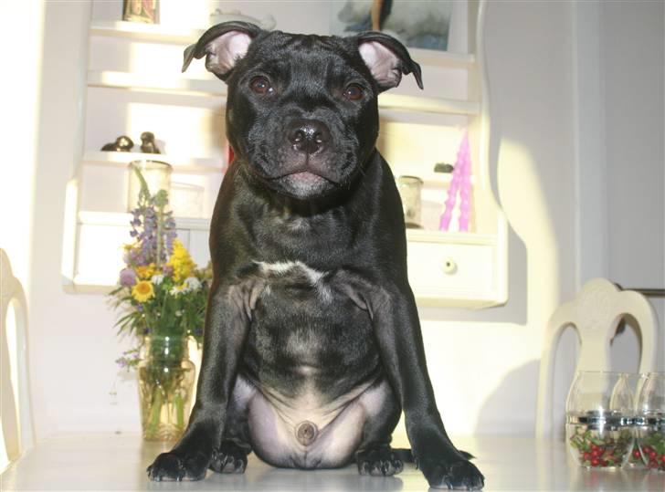 Staffordshire bull terrier Niels billede 5