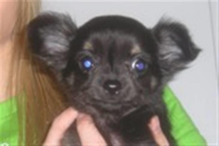 Chihuahua Little Beautifull Girl - Beauti 9 uger gammel. billede 1