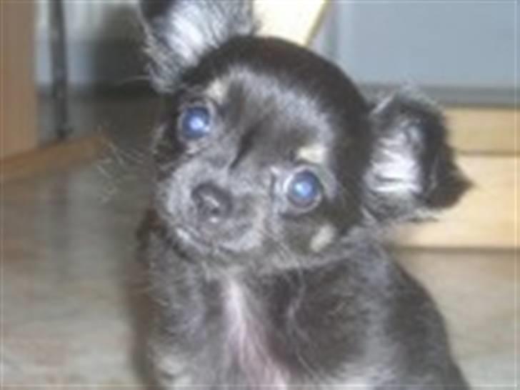 Chihuahua Little Beautifull Girl - Beauti 9 uger. billede 2