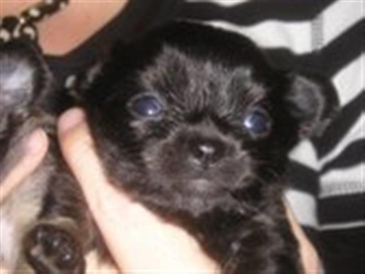 Chihuahua Little Beautifull Girl - Beauti 3 uger.så sød :-)) billede 3