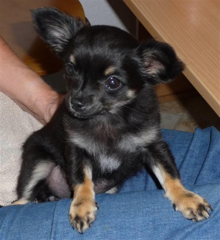 Chihuahua Little Beautifull Girl - Little Beautifull Girl. billede 4