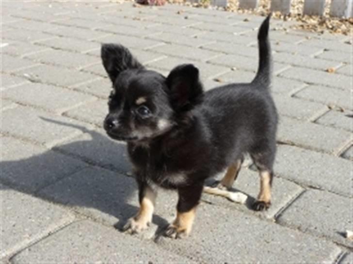 Chihuahua Little Beautifull Girl - Beauti står 11 uger gammel. billede 5