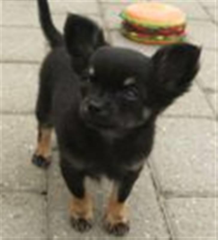 Chihuahua Little Beautifull Girl - Beauti. billede 6