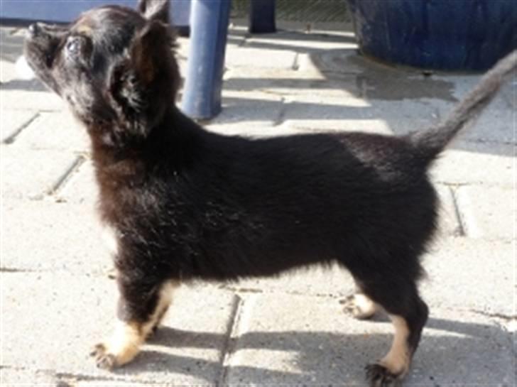 Chihuahua Little Beautifull Girl - Beauti står fint, 11 uger billede 7