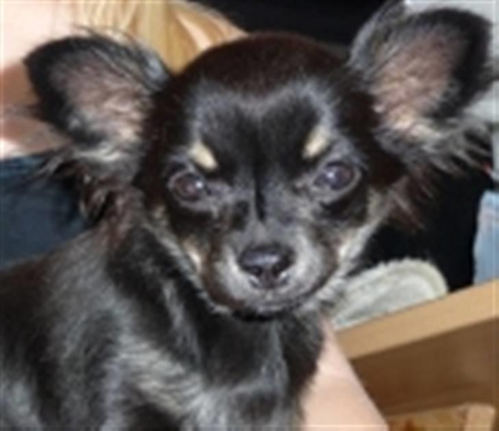 Chihuahua Little Beautifull Girl - Beauti 5 mdr. billede 8