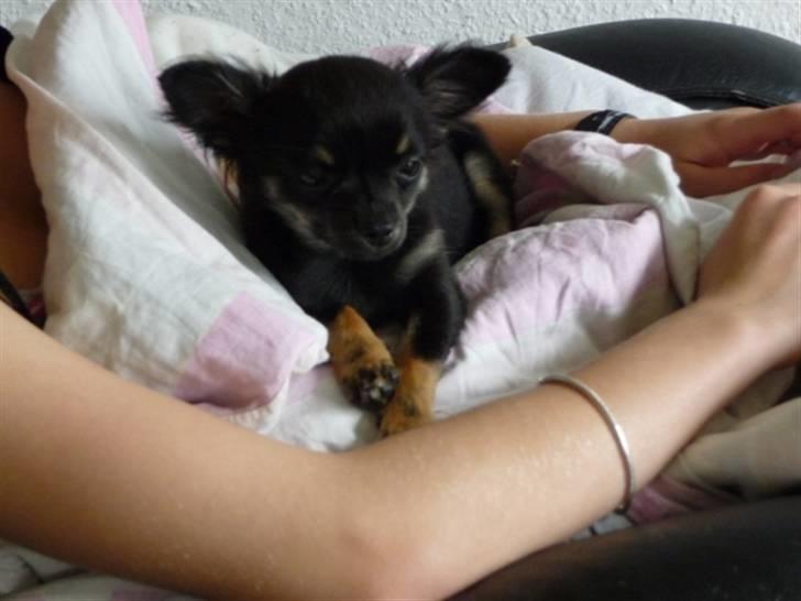 Chihuahua Little Beautifull Girl - Beauti putter ved Ditte. billede 9