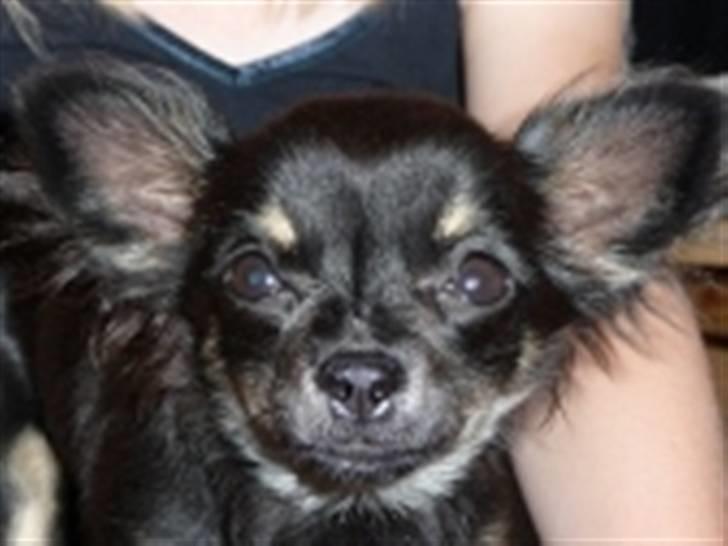 Chihuahua Little Beautifull Girl - Beauti 5 mdr. billede 10