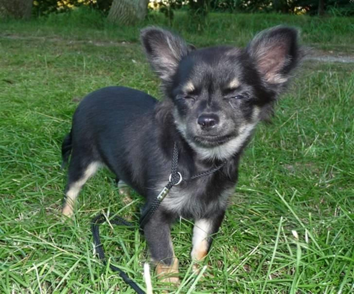 Chihuahua Little Beautifull Girl - Beauti Grenå 27 juli 2008 billede 11