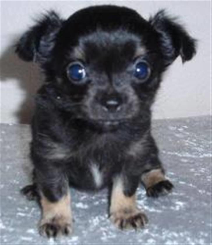 Chihuahua Little Beautifull Girl - Beauti 4 uger. billede 12