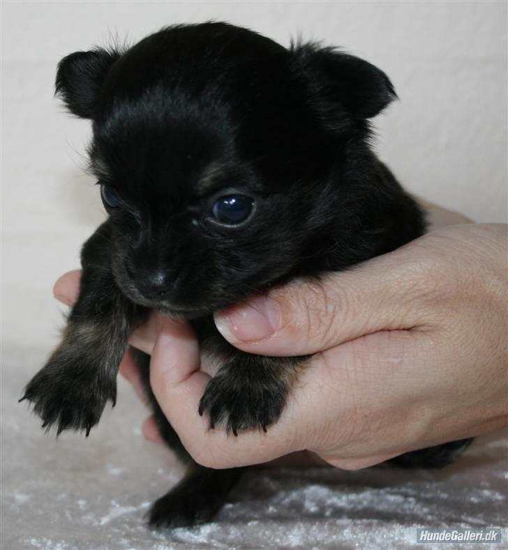 Chihuahua Little Beautifull Girl - Beauti 3 uger. billede 13