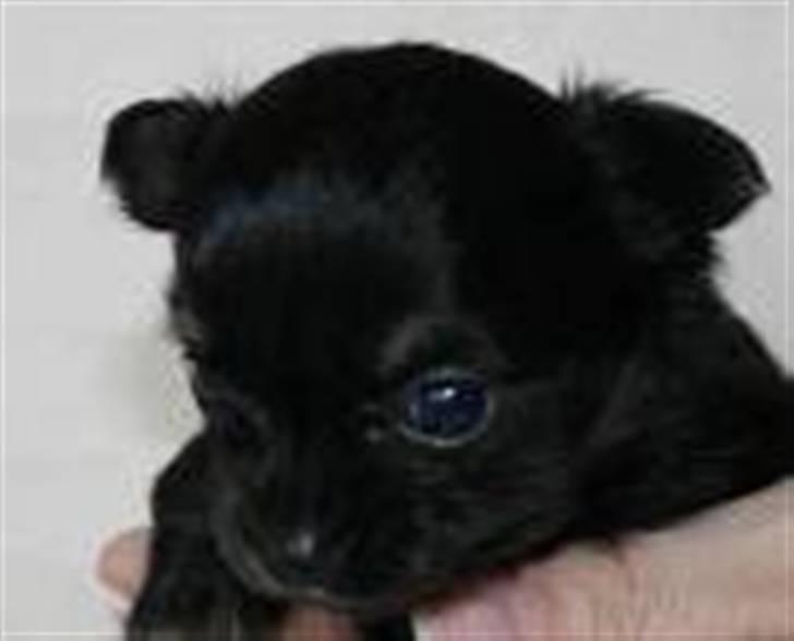 Chihuahua Little Beautifull Girl billede 14