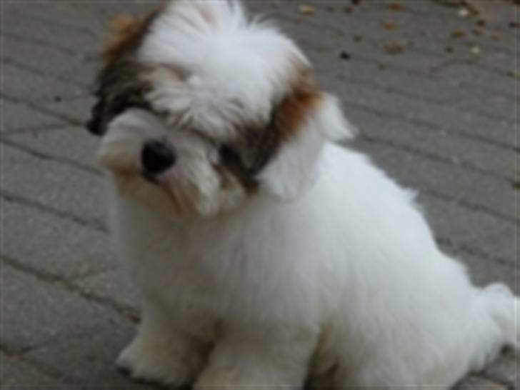 Coton de tulear Coton-Land`s Xanadu - Nybadet Xanadu. billede 2