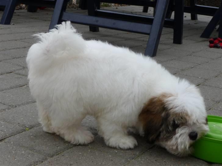 Coton de tulear Coton-Land`s Xanadu - Xanadu leger med skål. billede 3