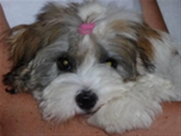 Coton de tulear Coton-Land`s Xanadu - Princesse Xanadu. billede 5