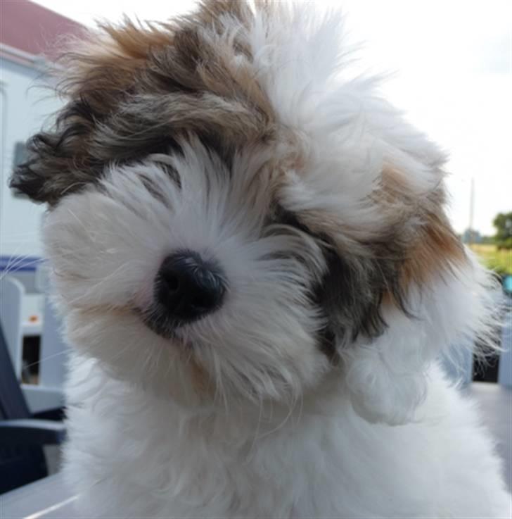 Coton de tulear Coton-Land`s Xanadu - Xanadu. billede 7