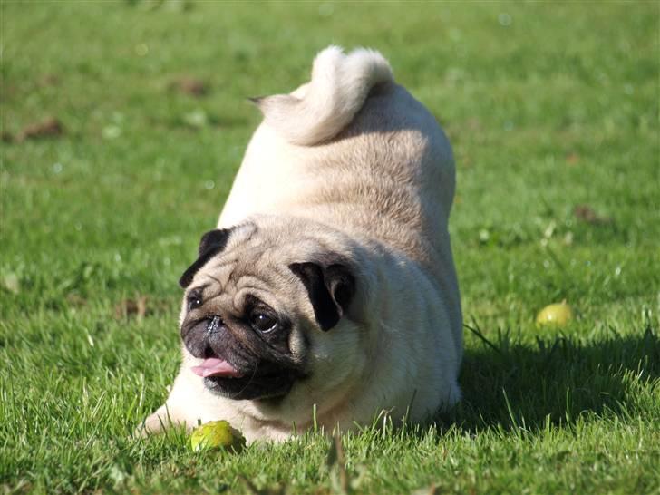 Mops kiss me R.I.P 27/7-2010 billede 15