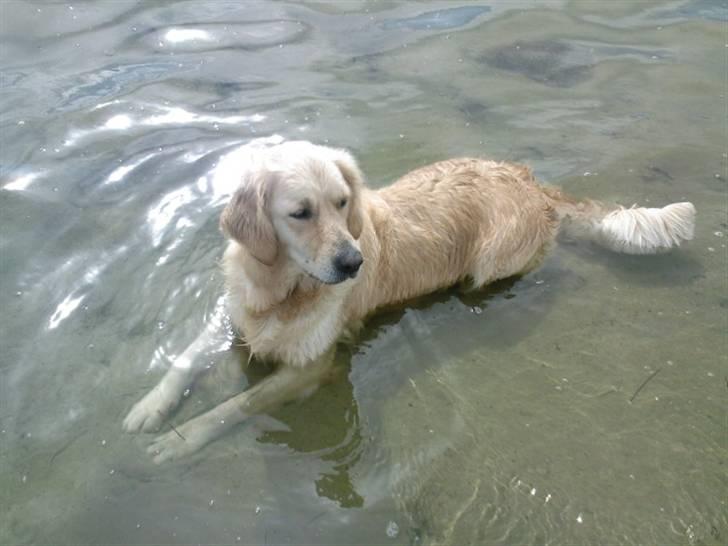 Golden retriever Coco - Svømme, nej det gider hun ikke .. Men hun elsker at ligge sig i vandet :) billede 1