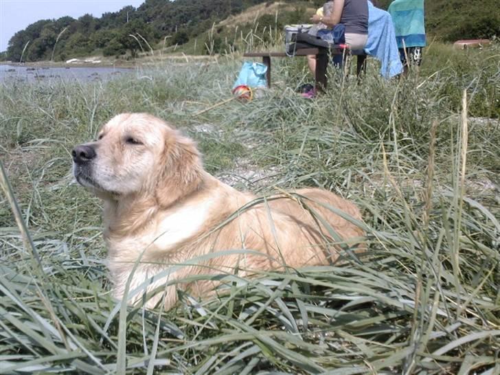 Golden retriever Coco - Nyder det dejlige sommervejr i Kregme :) billede 2