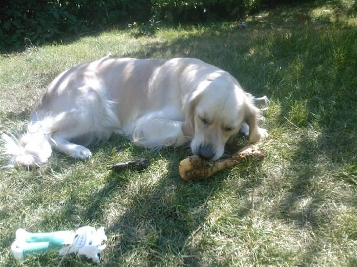 Golden retriever Coco - Mmmm ... Coco nyder et ben :) billede 3