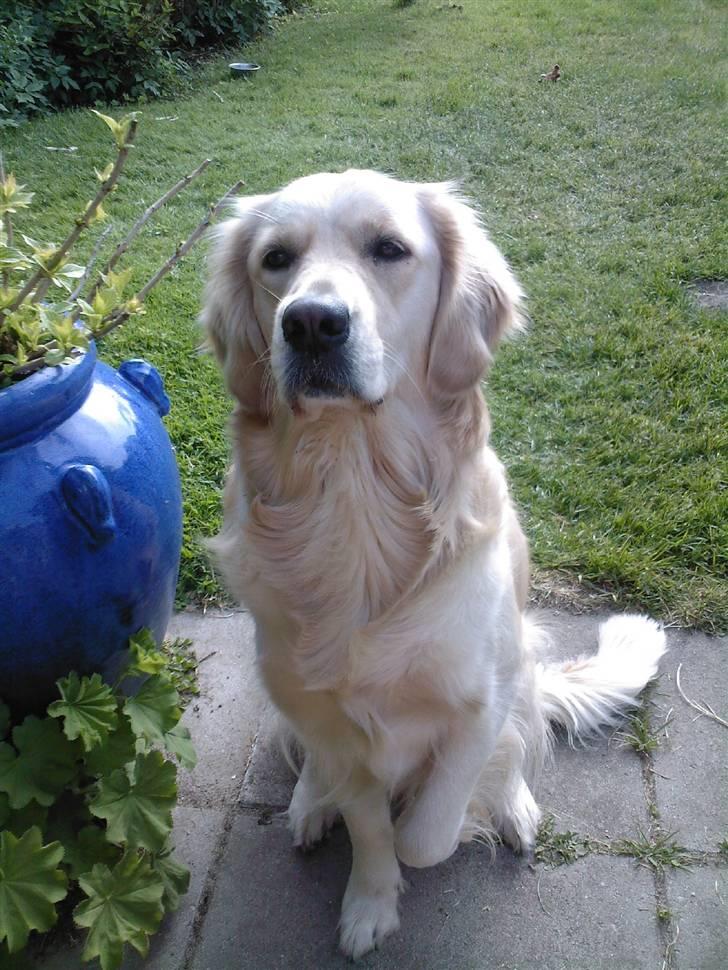 Golden retriever Coco - Coco giver pose :) billede 4