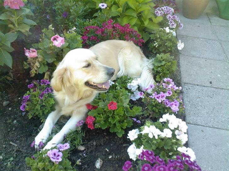 Golden retriever Coco - Coco har lagt sig i Farmors blomster ... Ups :S billede 7