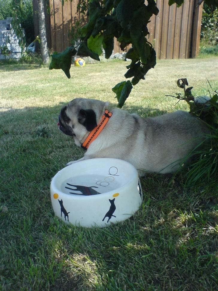 Mops kiss me R.I.P 27/7-2010 - kisser tager en lur i haven =) billede 16