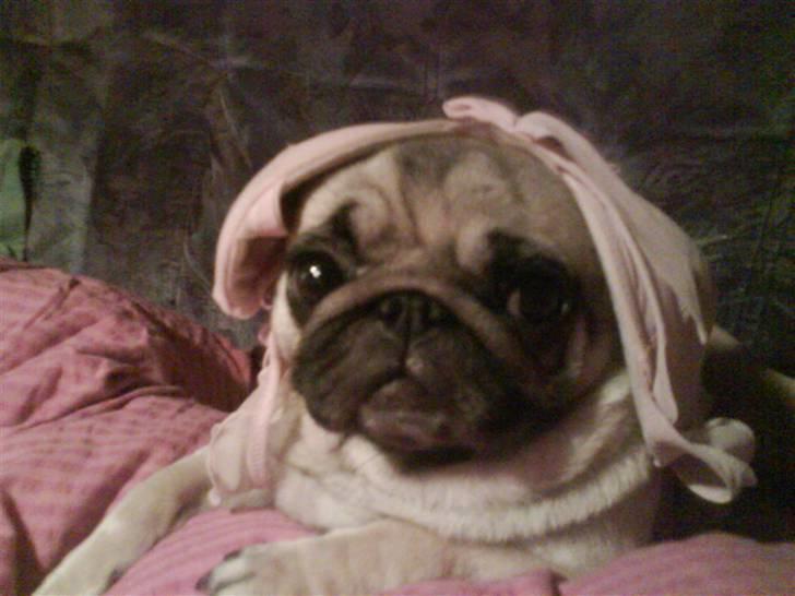 Mops kiss me R.I.P 27/7-2010 - kisser med min BH på hovedet <3 den klær hende da ret godt =D billede 17