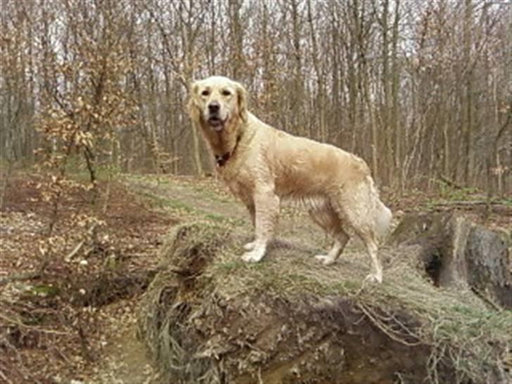 Golden retriever Coco - Coco ved Bagsværd Sø :) Er hun ikke yndig ?? billede 13