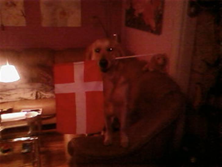 Golden retriever Coco - Coco vækkede mig på min fødselsdag med flag og morgenbrød :) Morgenbrødet så jeg aldrig noget til ?? Hmm .... billede 15