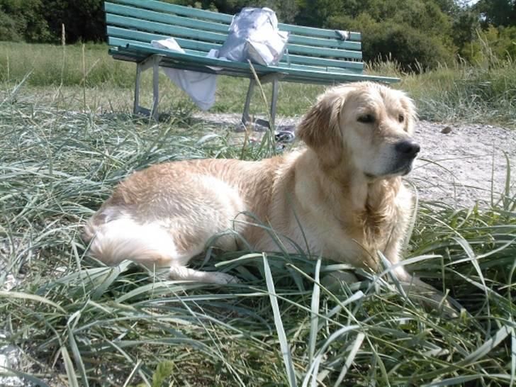 Golden retriever Coco - Coco i Kregme (: billede 17