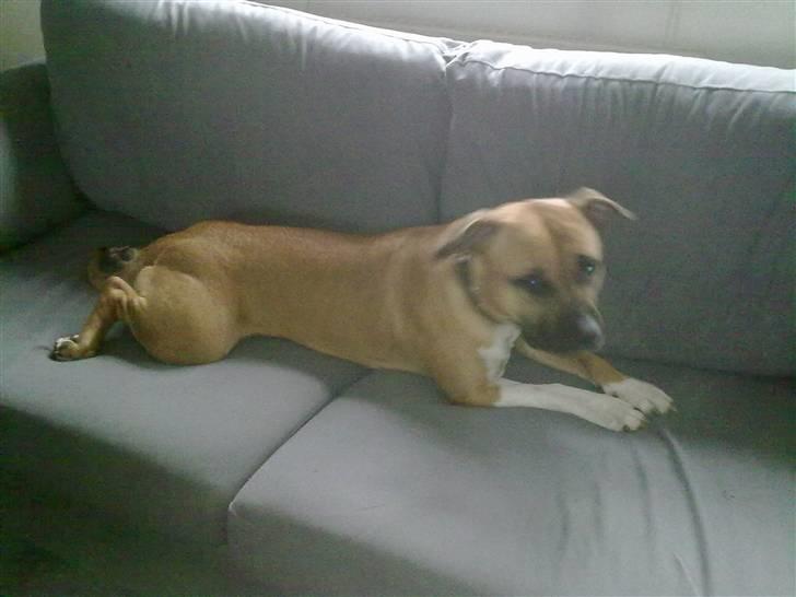 Amerikansk staffordshire terrier Berta billede 6