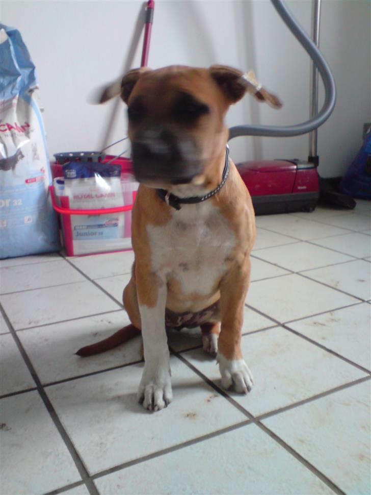 Amerikansk staffordshire terrier Berta billede 7