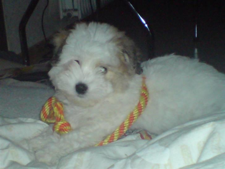 Coton de tulear Jegums Princess Cuti Pie billede 16