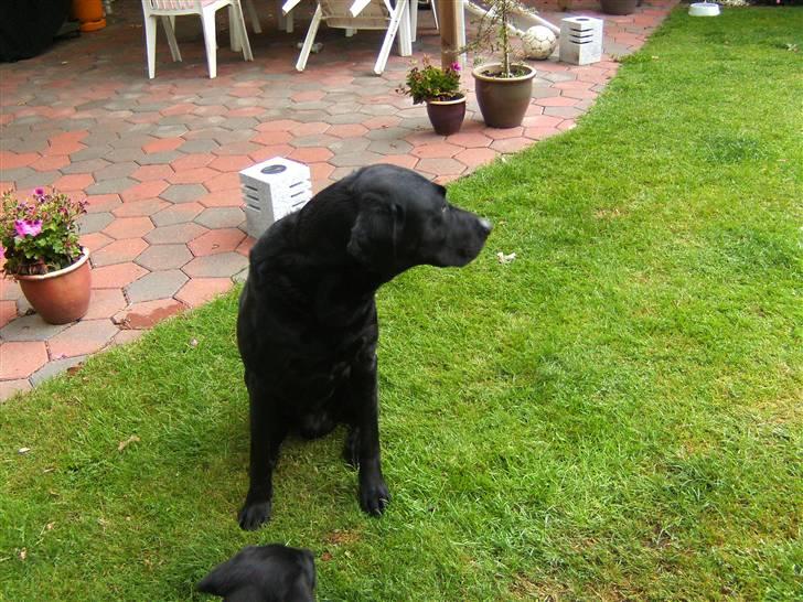 Labrador retriever Balder - Kommer der nogen? billede 9