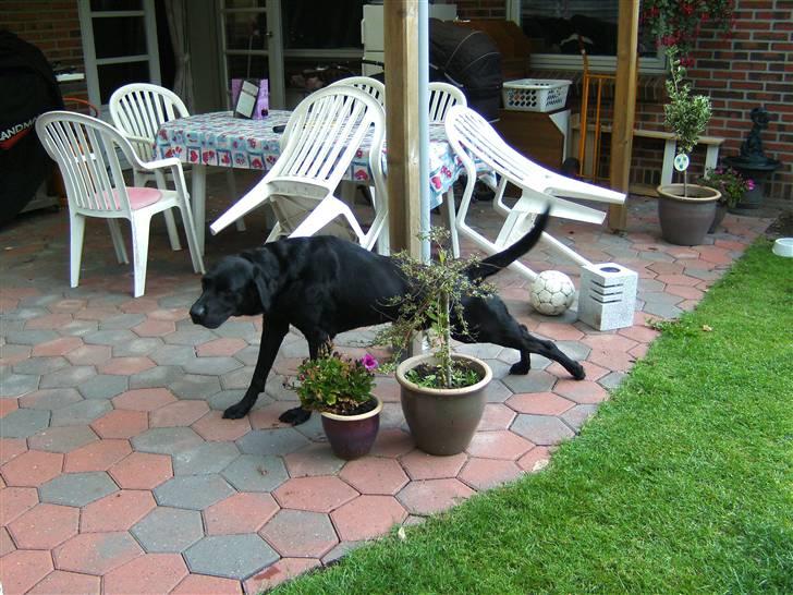 Labrador retriever Balder - Så strækker vi lige lidt ud.. billede 10