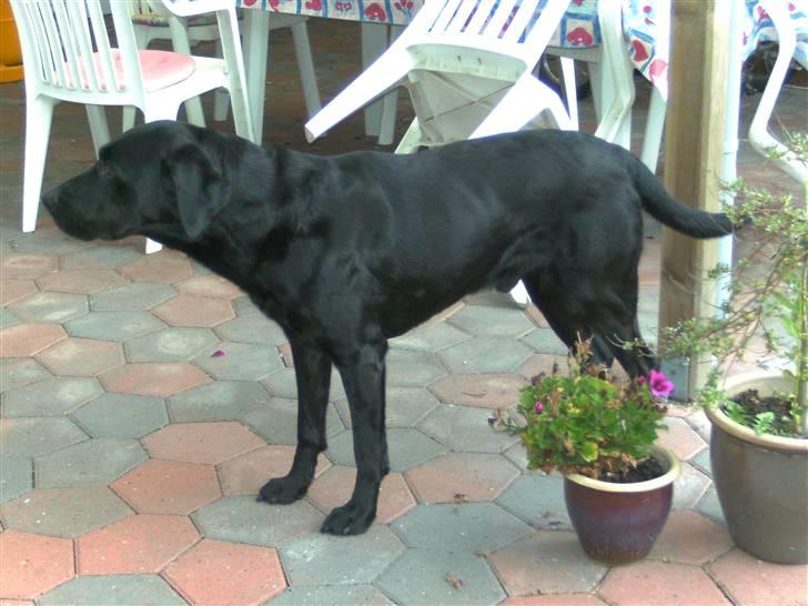 Labrador retriever Balder billede 11