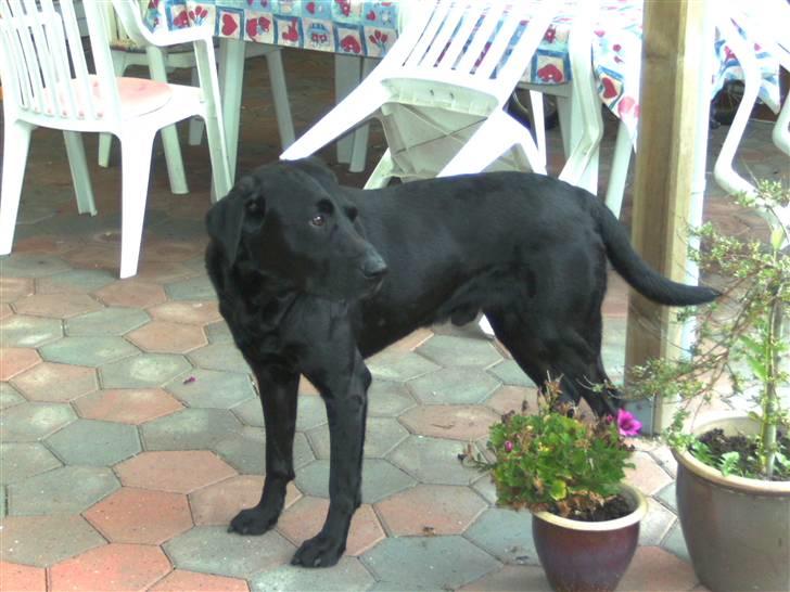 Labrador retriever Balder - Et super godt billed syns jeg... Han står og kigger på Mico.. billede 12