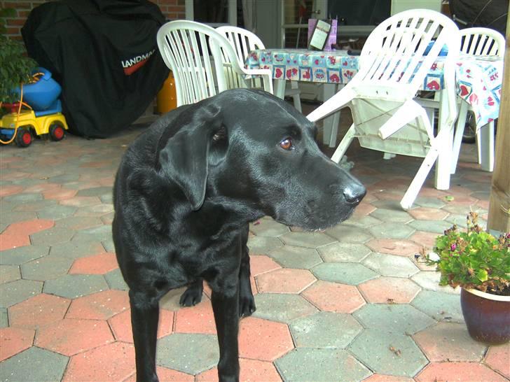 Labrador retriever Balder - Igen hvor han ser på Mico.. billede 13
