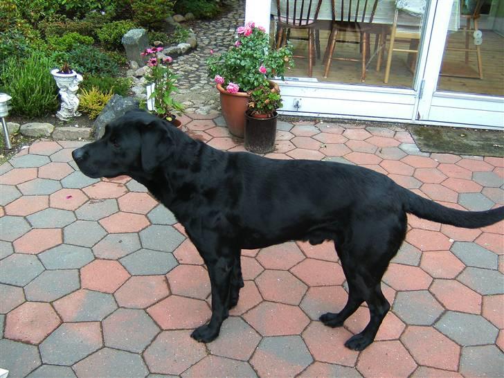 Labrador retriever Balder - Lytter efter hvem der går omme på stien.. billede 14