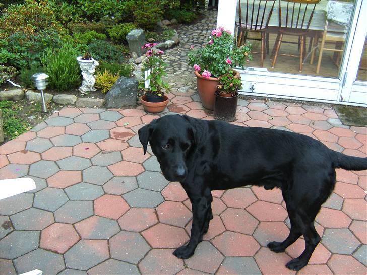 Labrador retriever Balder billede 15