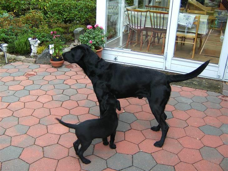 Labrador retriever Balder - Elsker det billed... Han er stor og farlig.. :P billede 16
