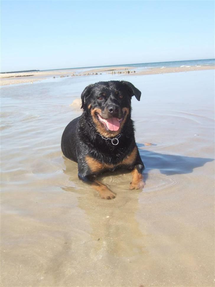Rottweiler Clair (R.I.P 2010) - Clair juli 2008 - Løkken strand billede 20