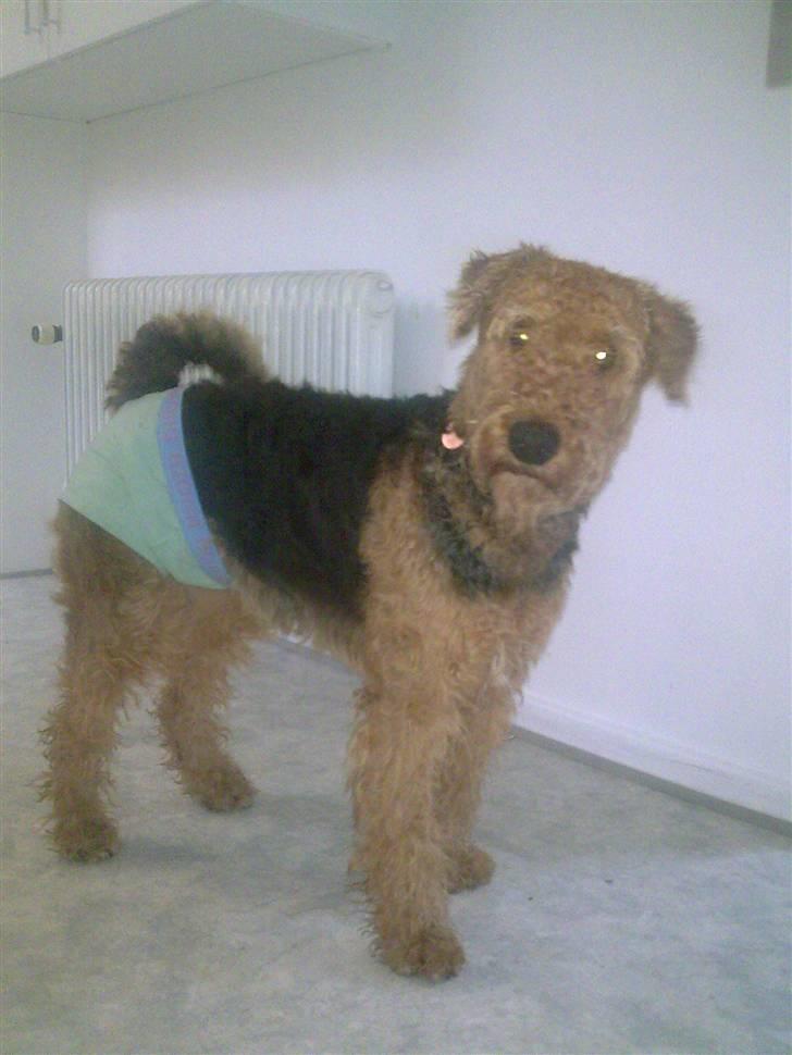 Airedale terrier Molly (plejebarn) - Molly i løbetid. så det på med bjørnborg :b  billede 1