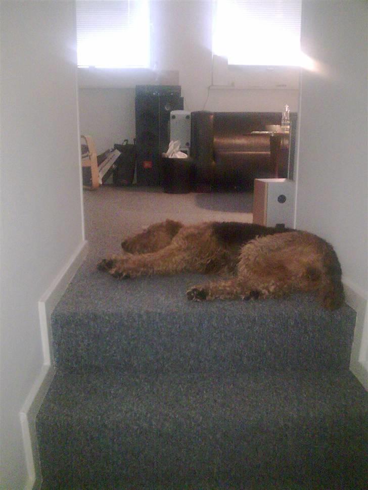 Airedale terrier Molly (plejebarn) - Det bedste sted at putte, så hvis nogen går ned i køkkenet, ska man jo forbi først.. Shhh . billede 2