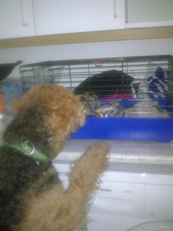 Airedale terrier Molly (plejebarn) - Det bedste, er bare at drille olfert! (degu) når man kigger på ham, skælder han ud. billede 3