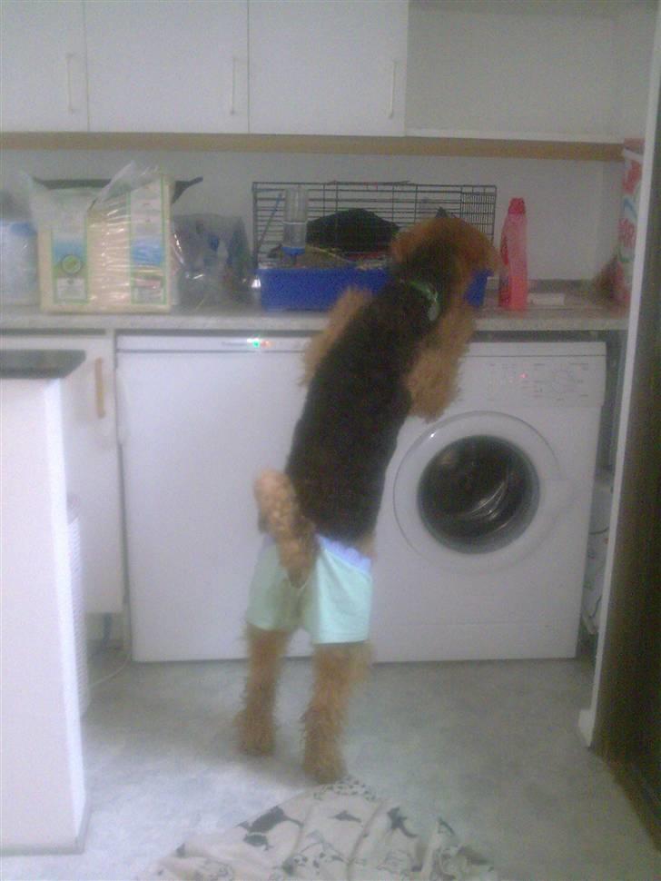 Airedale terrier Molly (plejebarn) - vi driller lige olfert lidt mere..  billede 4