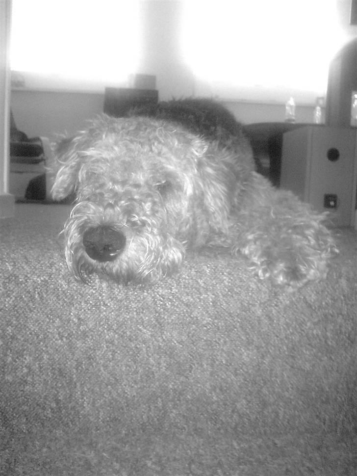 Airedale terrier Molly (plejebarn) - sover! billede 6