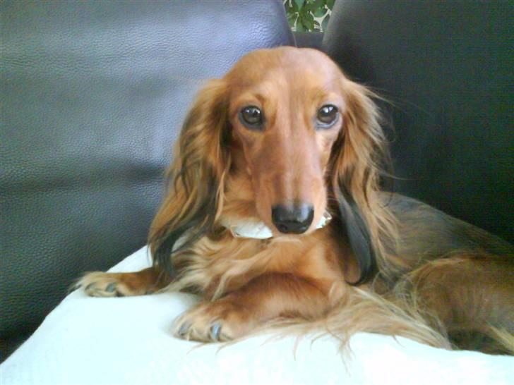 Dværggravhund Coco - er jeg ik SMUK?.... billede 1