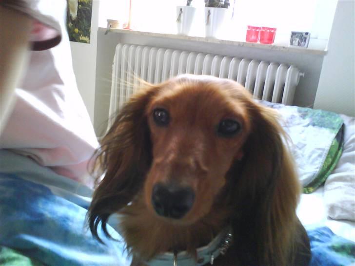 Dværggravhund Coco billede 2