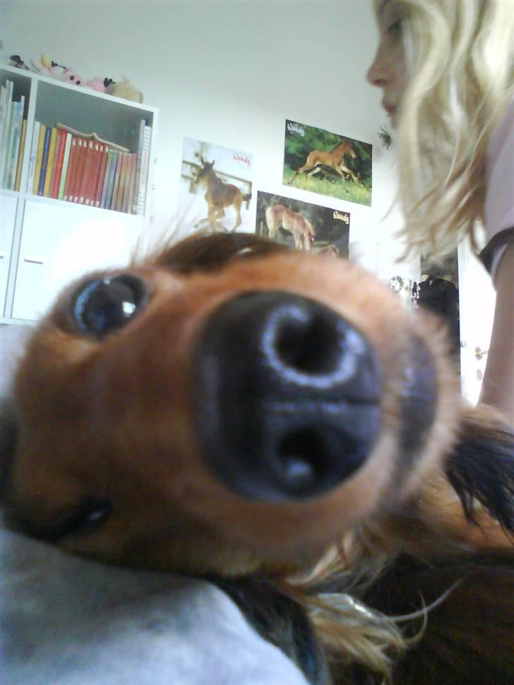 Dværggravhund Coco - har jeg en stor næse eller hvad? billede 3